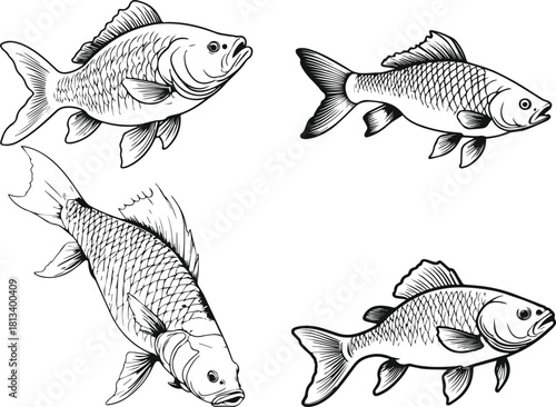 set of fishes