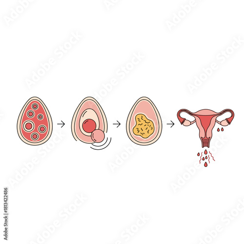 Comprehensive Diagram Illustrating the Female Menstrual Cycle Stages, Ovulation and Uterine Shedding