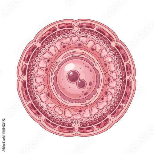 Microscopic cross-section of a biological cell structure with developing embryo and cellular layers