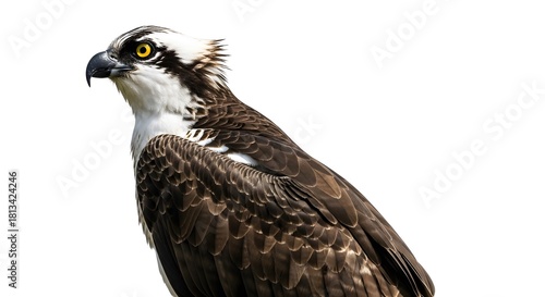 Close up portrait of an osprey bird of prey