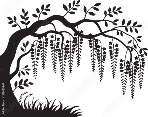 Wisteria tree silhouette with leaves and branch forming willow shape as beautiful foliage vector illustration on transparent backdrop graphic art