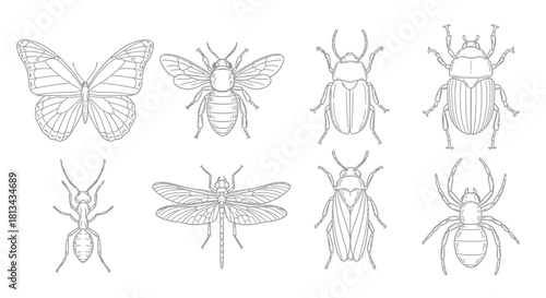 Outlined illustrations of various insects, showcasing detailed wing and body structures.