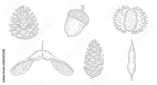 Detailed illustration of various seeds and seed-bearing structures, showing botanical diversity.