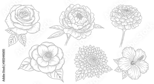 Detailed line art illustration featuring a collection of various flower types.