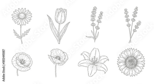 Detailed illustration of various flowers, showcasing different species and their unique forms.