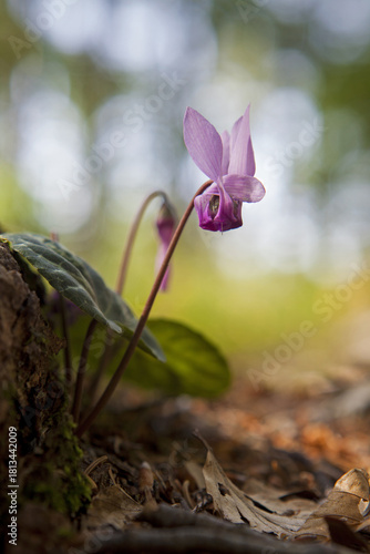 Ciclamino selvatico macro