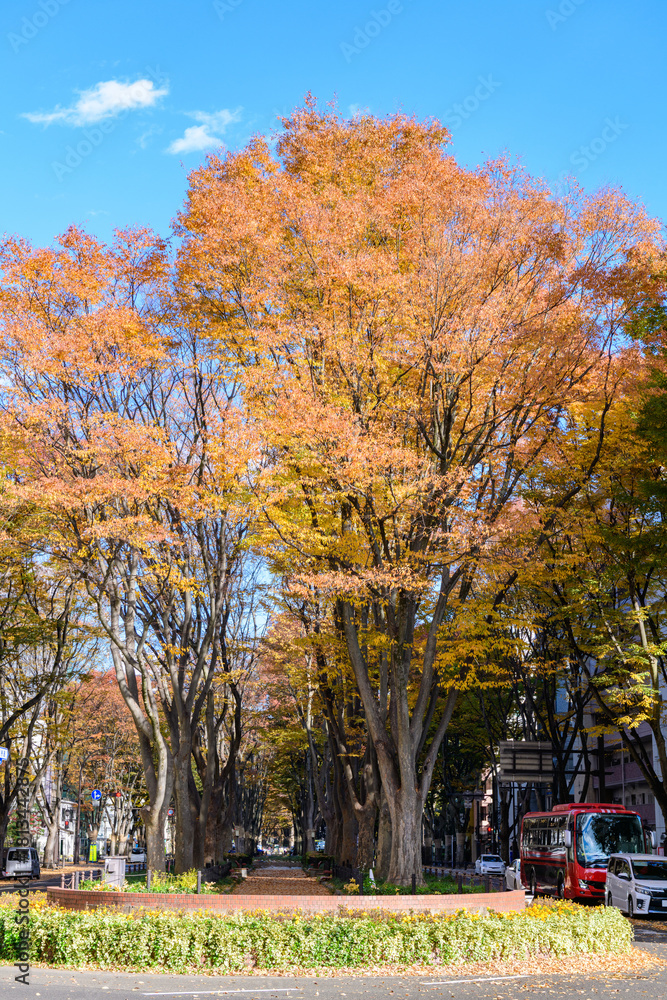 Naklejka premium 秋 杜の都仙台 定禅寺通りを歩く