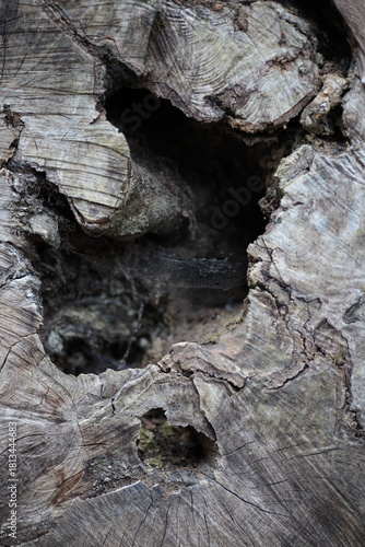 Macro legno per texture