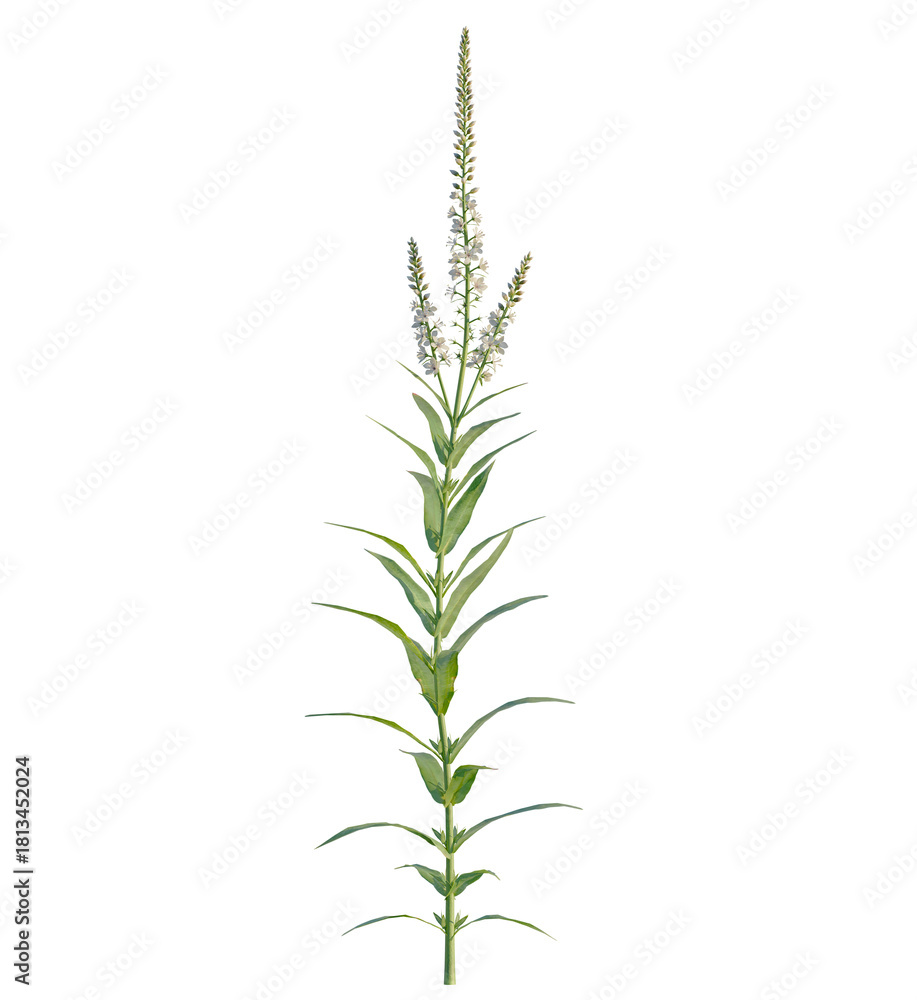 Fototapeta premium Lysimachia ephemerum tree 4k, front view, cutout, transparent background isolate, Graceful white veronica flower stalk, perfect for elegant botanical designs