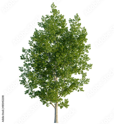 Populus tremula tree 4k, front view, cutout, transparent background isolate, Lush silver poplar tree with vibrant green leaves for nature designs