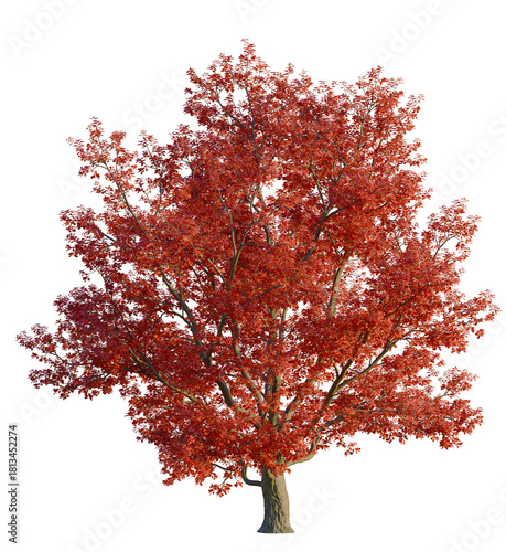 Foto Quercus rubra tree 4k, front view, cutout, transparent background isolate, Stunn