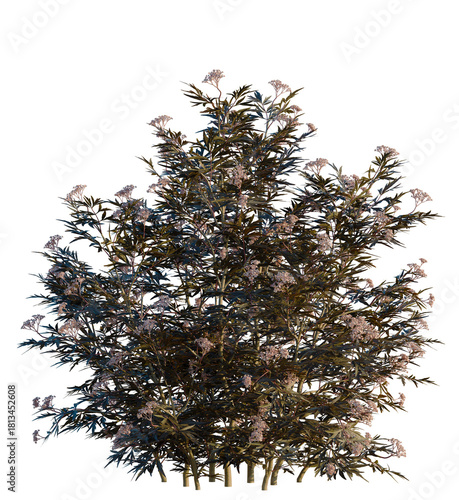 Bild auf Leinwand Sambucus nigra black lace tree 4k, front view, cutout, transparent background is