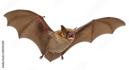 Brown bat in flight transparent background cutout png