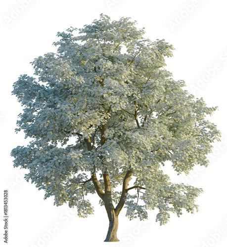 Tilia tomentosa tree 4k, front view, cutout, transparent background isolate, Stunning dogwood tree blossoming with white flowers in spring sunlight