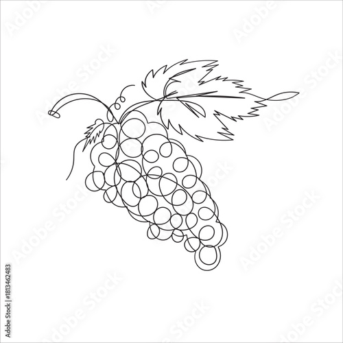 continuous line drawing grapes illustration vector