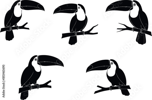Stylized toucan illustrations perched on branches, black and white bird poses with large beaks - flavector