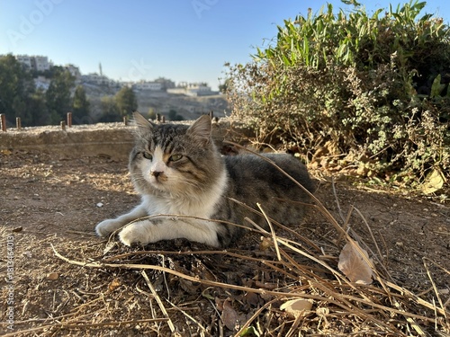 Canvas Print A tabby cat sits on ground outside in nature in autumn