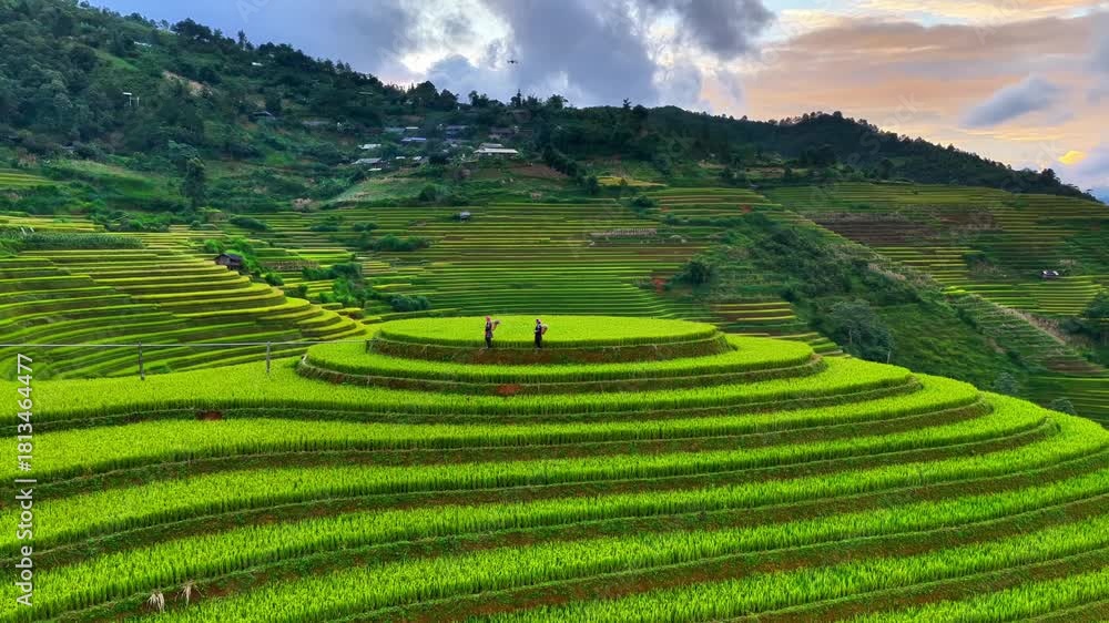 custom made wallpaper toronto digitalAerial view of Hmong woman on golden rice terraces at Mu Cang Chai town near Sapa city, Vietnam. Beautiful terraced rice field in harvest season in Yen Bai province. Travel and landscape concept.