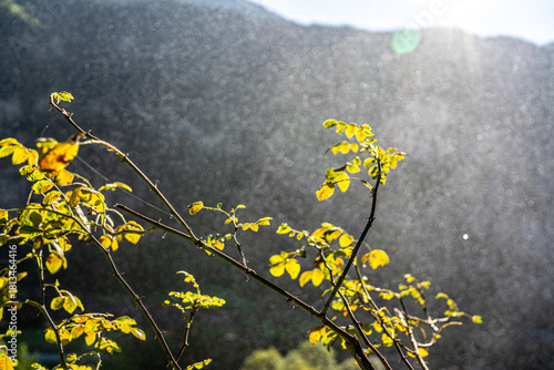 yellow flowers of green grass
