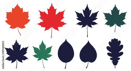 Collection of colorful maple and oak leaves in various autumnal colors and shapes.