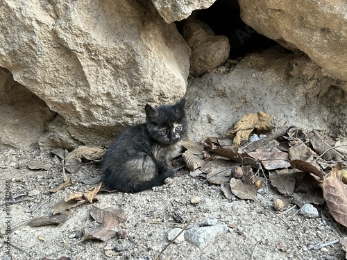 Photography A kitten is outside near rocks in autumn