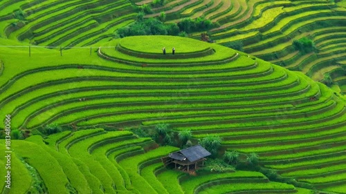 Aerial view of Hmong woman on golden rice terraces at Mu Cang Chai town, North of Vietnam. Beautiful terraced rice field in harvest season in Yen Bai province