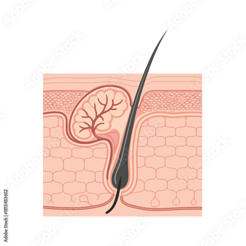 Cross-section of Human Skin Showing Hair Follicle and Sebaceous Gland
