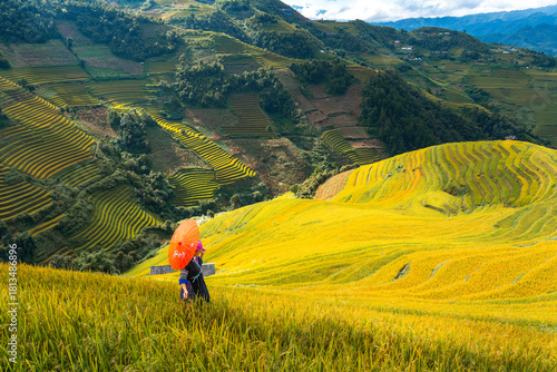 Aerial view of Hmong girl on golden rice terraces at Mu Cang Chai town, North of Vietnam. Beautiful terraced rice field in harvest season in Yen Bai province