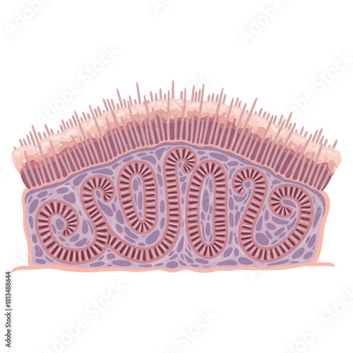 Detailed cross-section illustration of ciliated epithelium with underlying glandular structures