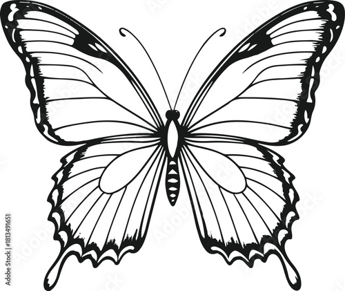 Line drawing of a butterfly with mirrored wings