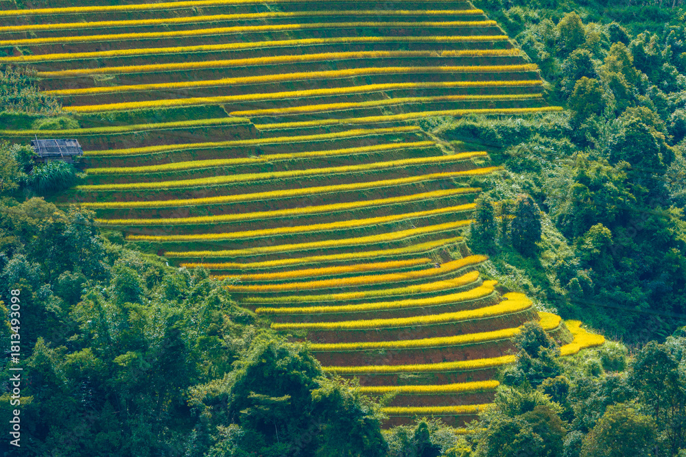 Fototapeta premium Aerial view of golden rice terraces in Khau Pha pass at Mu Cang Chai town near Sapa city, North of Vietnam. Beautiful terraced rice field in harvest season in Yen Bai province. 