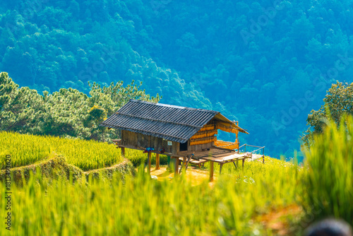 Aerial view of golden rice terraces in Khau Pha pass at Mu Cang Chai town near Sapa city, North of Vietnam. Beautiful terraced rice field in harvest season in Yen Bai province. 