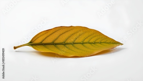 A single yellow leaf with visible veins, resting against a neutral background that could be interpreted as either light or dark in tone, allowing for contrast or depth perception.