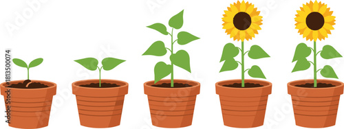 Sunflower growth stages in terracotta pots, plant life cycle, sprout to bloom, educational concept, flat vector illustration