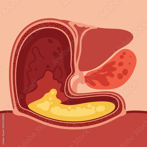 Schematic Illustration of the Human Digestive System with Stomach and Liver Anatomy