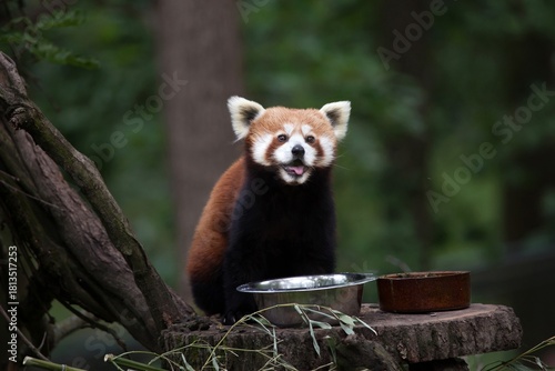 Western red panda (Ailurus fulgens fulgens) - 1