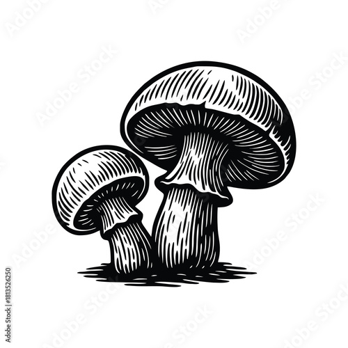 Vintage black and white woodcut engraving of two growing mushrooms fungus.