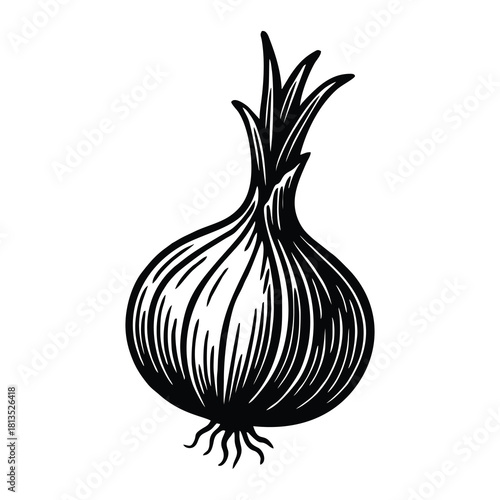 illustration of a whole onion bulb.