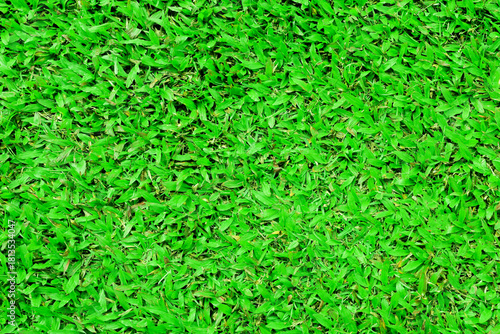 Top view Green grass texture background. Panoramic web banner or wallpaper with copy space.
