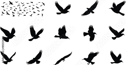 Collection of black bird silhouettes in various flight poses against a white background