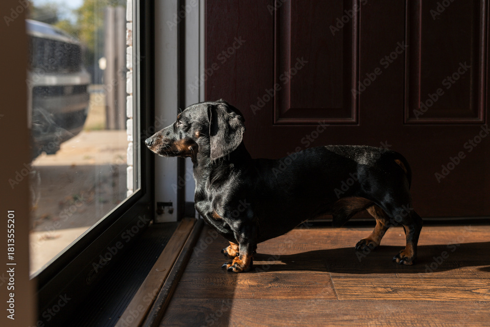 Naklejka premium Dachshund standing in sunlight looking outside