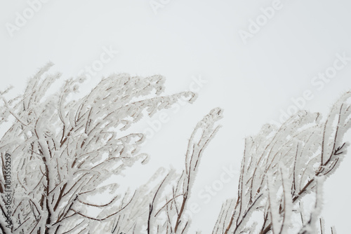 Wildfire burnt sagebrush in Boise foothills covered in hoarfrost