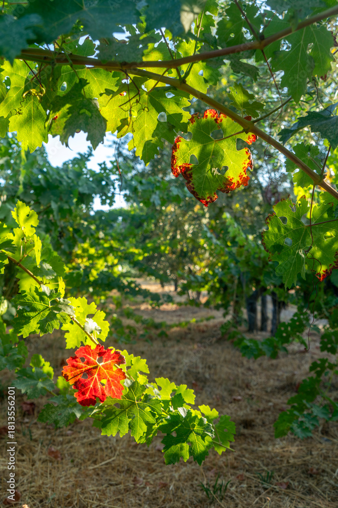 Obraz premium Grape leaves turning color in Northern California Vineyard