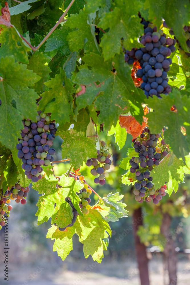 Fototapeta premium Veraison, grapes ripening on vine late spring in Northern California
