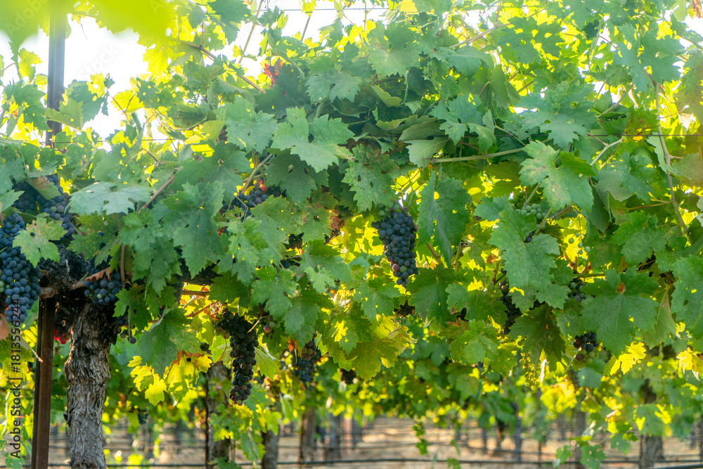 Fototapeta premium Veraison, grapes ripening on vine late spring in Northern California