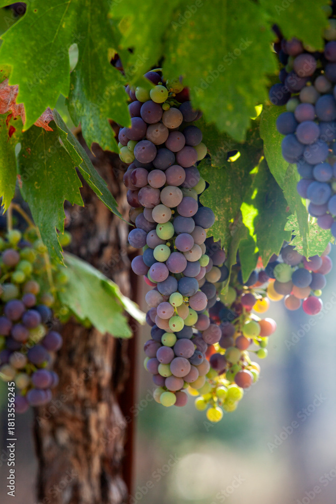 Fototapeta premium Veraison, grapes ripening on vine late spring in Northern California