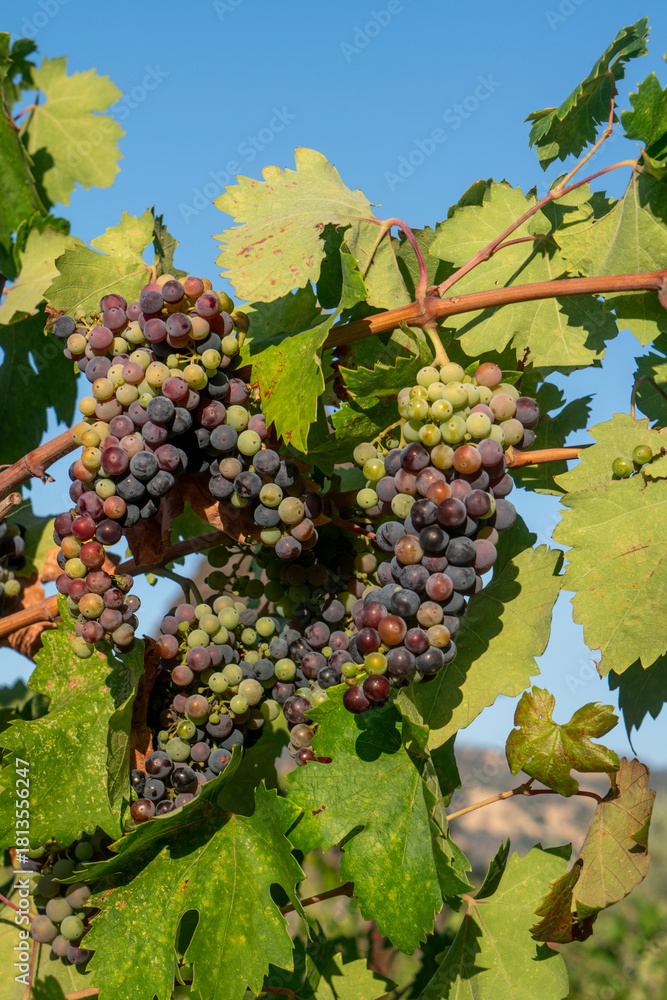 Obraz premium Veraison, grapes ripening on vine late spring in Northern California