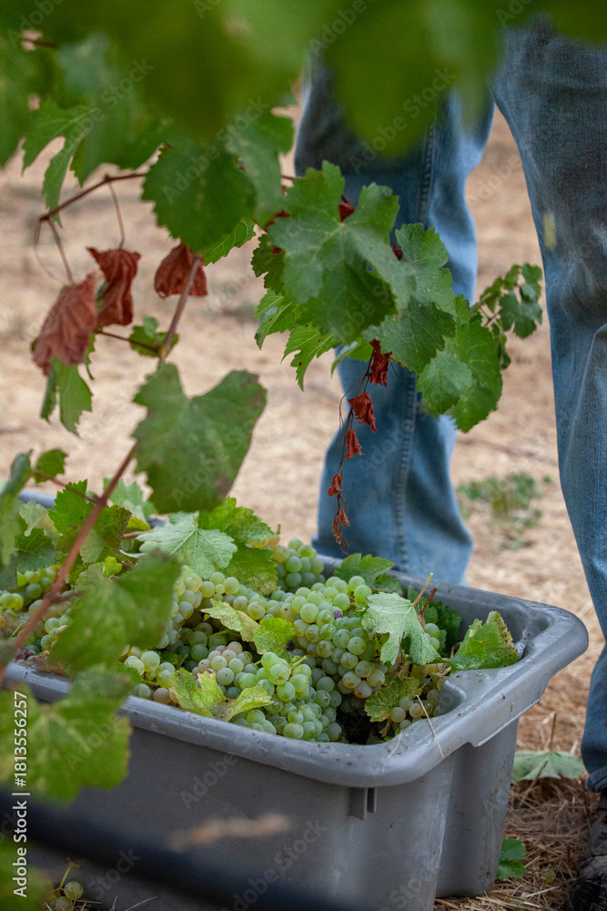 Fototapeta premium Handpicking grapes from vines during harvest in Northern California