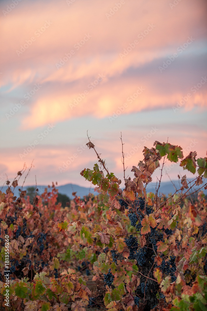 Naklejka premium Red grapes on vine waiting to be harvested in Northern California
