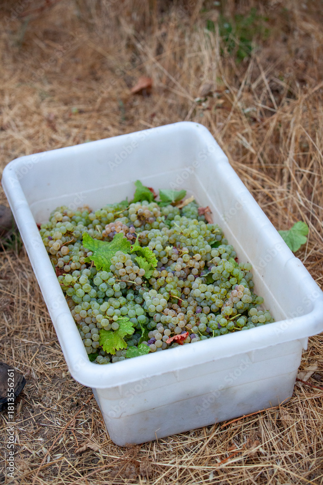 Fototapeta premium White grapes in bin after being handpicked from vine in California